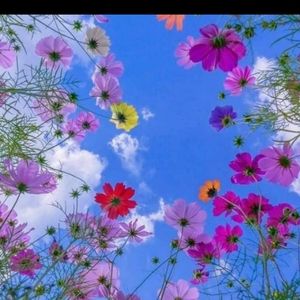 Meet your Posher, Norma